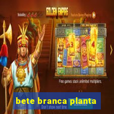 bete branca planta